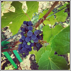 Cluster of Maréchal Foch grapes in Springfield, Oregon